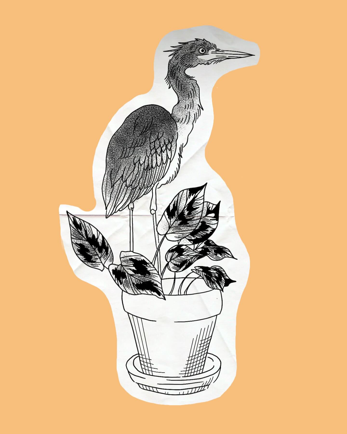 Heron